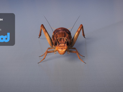 Cricket 3Dモデル