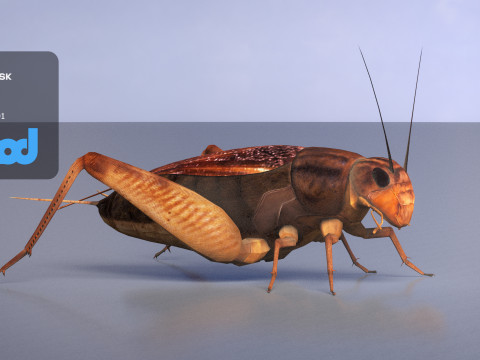 Cricket 3Dモデル