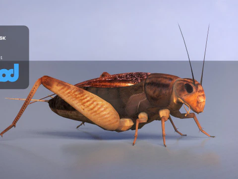 Cricket 3D Model