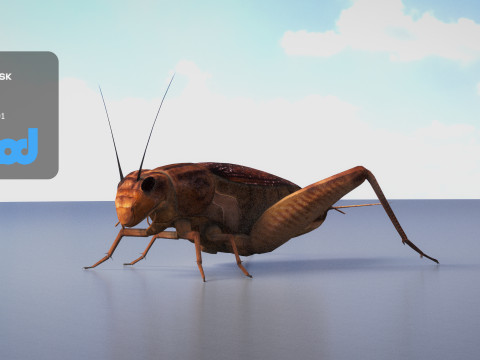 Cricket 3Dモデル