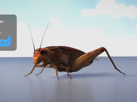 Cricket 3D Model