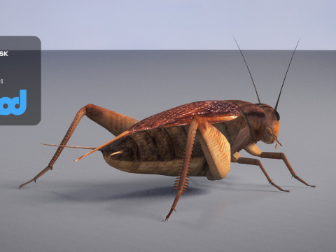 Cricket 3Dモデル