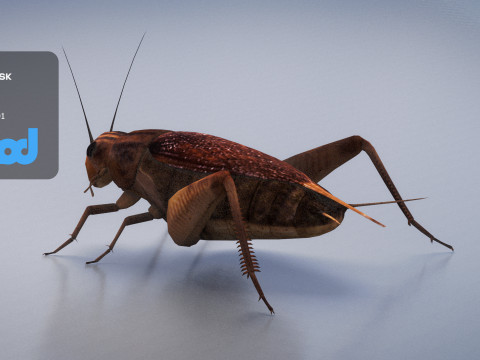 Cricket 3Dモデル