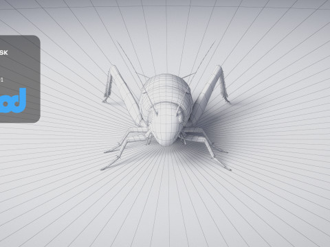 Cricket 3Dモデル