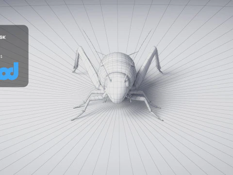 Cricket 3D Model