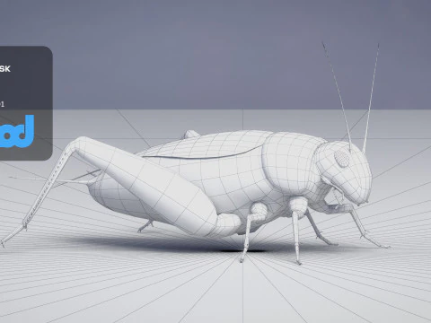 Cricket 3D Model