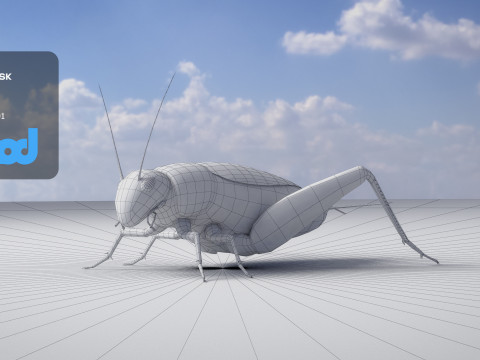 Cricket 3Dモデル
