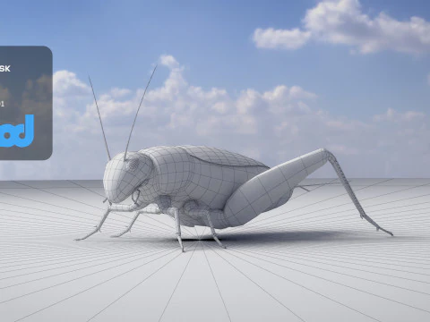 Cricket 3D Model