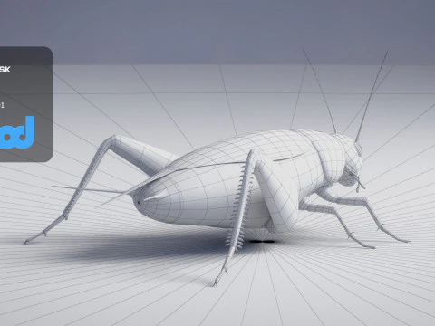 Cricket 3D Model