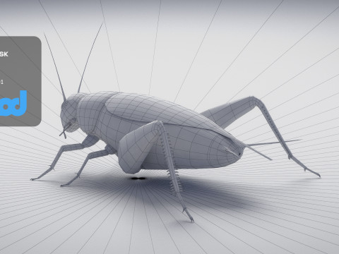 Cricket 3Dモデル