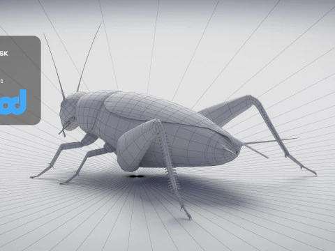 Cricket 3D Model