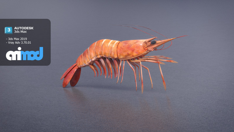 Cooked Shrimp 3D Model .c4d .max .obj .3ds .fbx .stl .blend