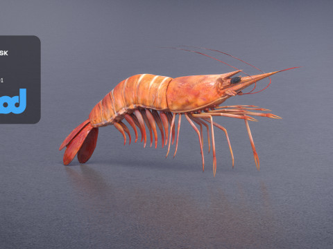 Cooked Shrimp 3D 모델