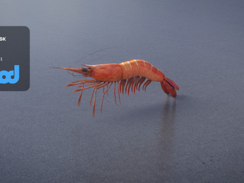Cooked Shrimp 3D Model
