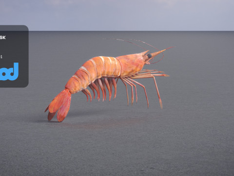Cooked Shrimp 3D Model