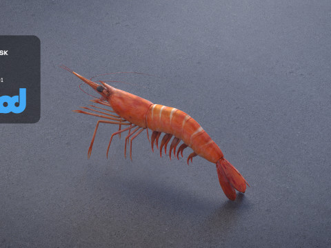 Cooked Shrimp 3D Model