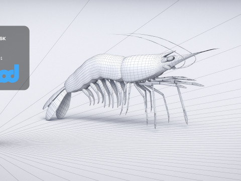 Cooked Shrimp 3D Model
