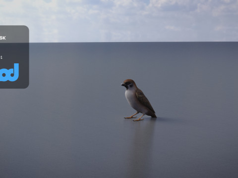 Sparrow 3Dモデル