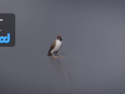 Sparrow 3Dモデル