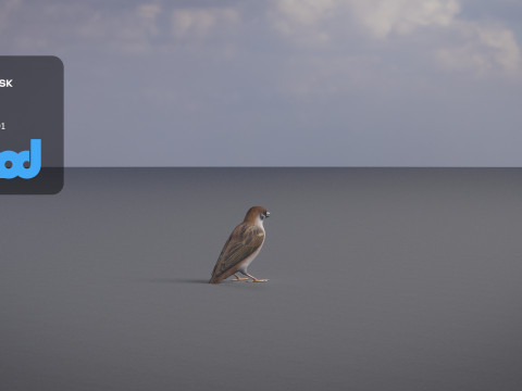 Sparrow 3Dモデル