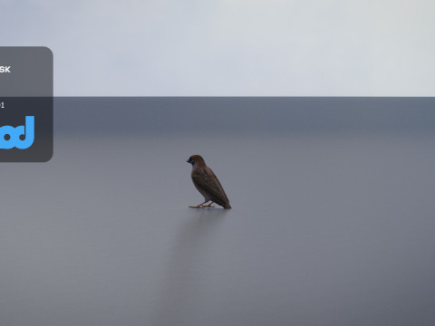 Sparrow 3Dモデル