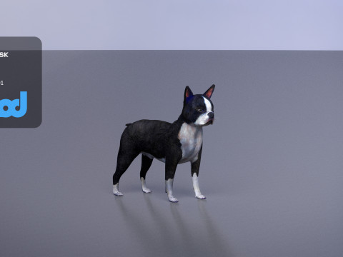 Boston Terrier Dog 3D मॉडल