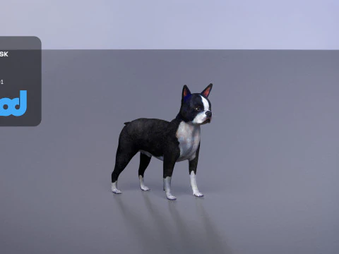 Boston Terrier Dog 3D Model