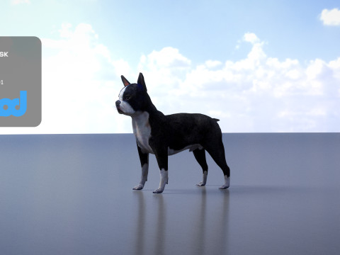 Boston Terrier Dog 3D मॉडल