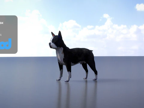 Boston Terrier Dog 3D Model