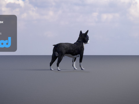 Boston Terrier Dog 3D मॉडल