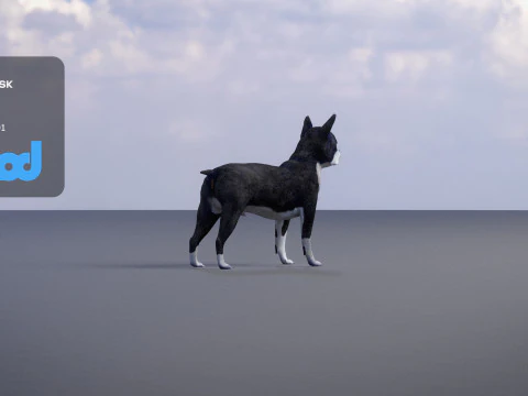 Boston Terrier Dog 3D Model