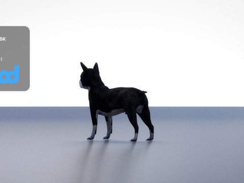 Boston Terrier Dog 3D मॉडल