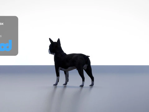 Boston Terrier Dog 3D Model