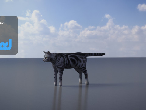 Cat American Shorthair 3Dモデル