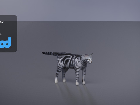 Cat American Shorthair 3D मॉडल