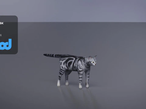 Cat American Shorthair 3D Model