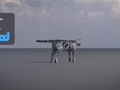 Cat American Shorthair 3D मॉडल