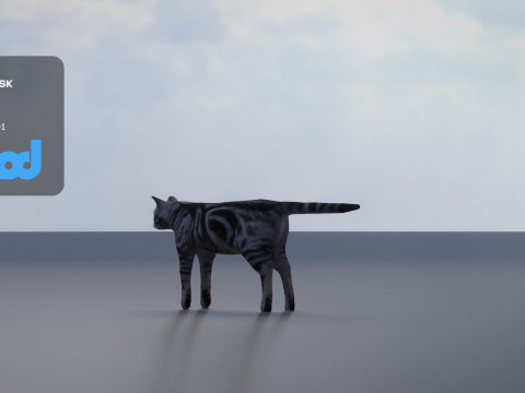 Cat American Shorthair 3D मॉडल