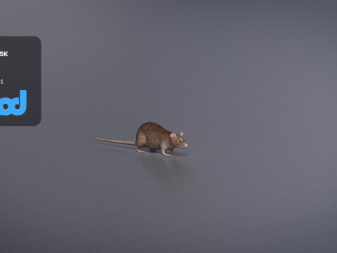 Rat 3D मॉडल