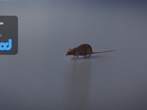Rat 3D मॉडल