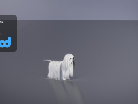 Maltese Dog Modello 3D