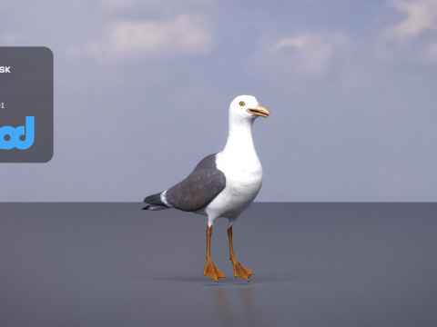 Seagull 3D Model
