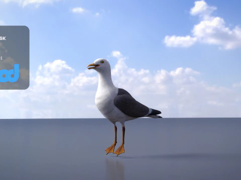 Seagull 3D Model