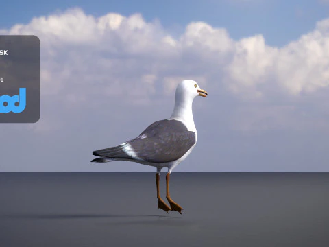 Seagull 3D Model