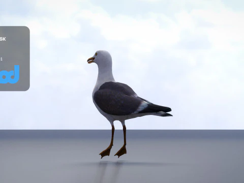 Seagull 3D Model