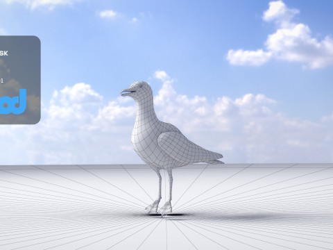 Seagull 3D Model