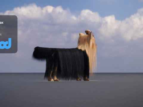 Yorkshire Terrier Dog 3D Model