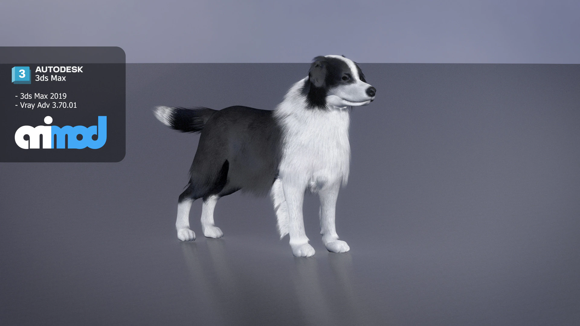 Border Collie Bordernese Dog 3D Model .c4d .max .obj .3ds .fbx .stl .blend 