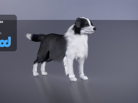 Border Collie Bordernese Dog Modèle 3D
