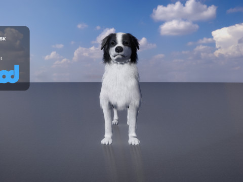 Border Collie Bordernese Dog Modèle 3D